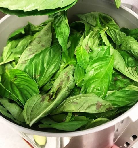 Close-up of fresh green basil leaves in a white bowl.