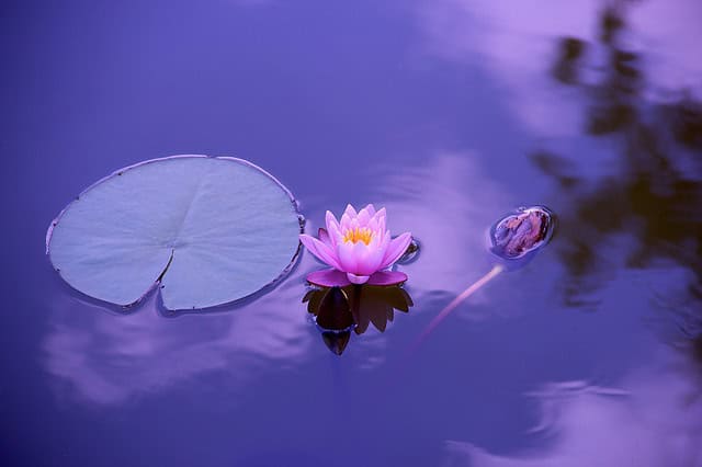 Calm water with pink water lily and lily pad for relaxation.