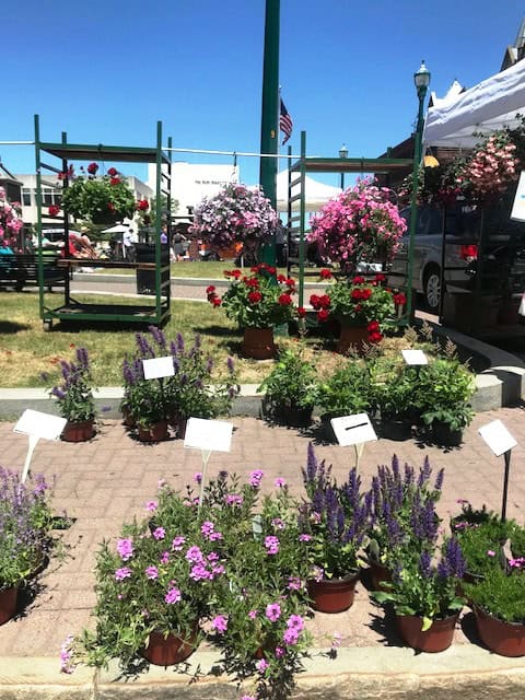 Vibrant flowers at the farmers market with blue sky background.