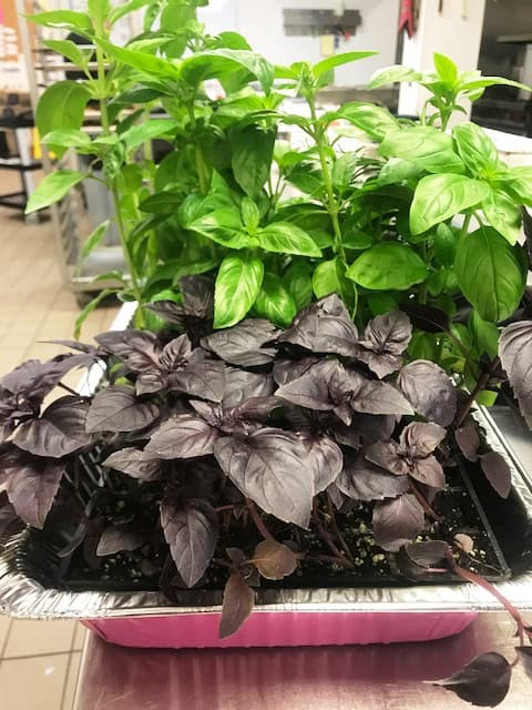 Healthy green and purple basil plants in a retail nursery setting.