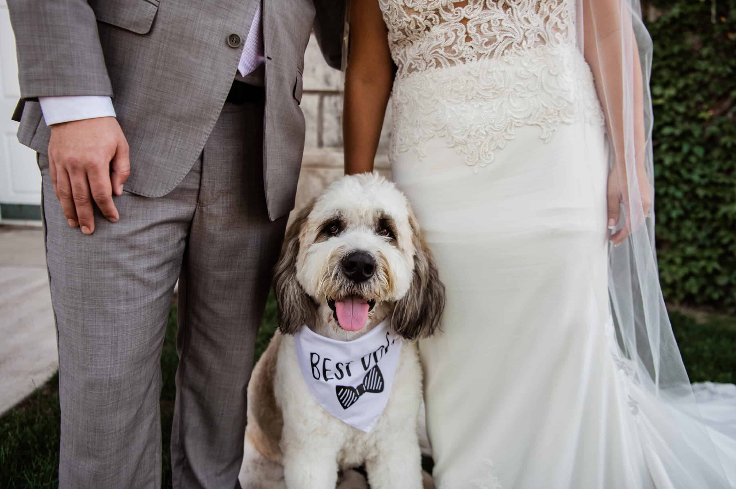 Cute wedding dog wearing 'Best' bandana with bride and groom.