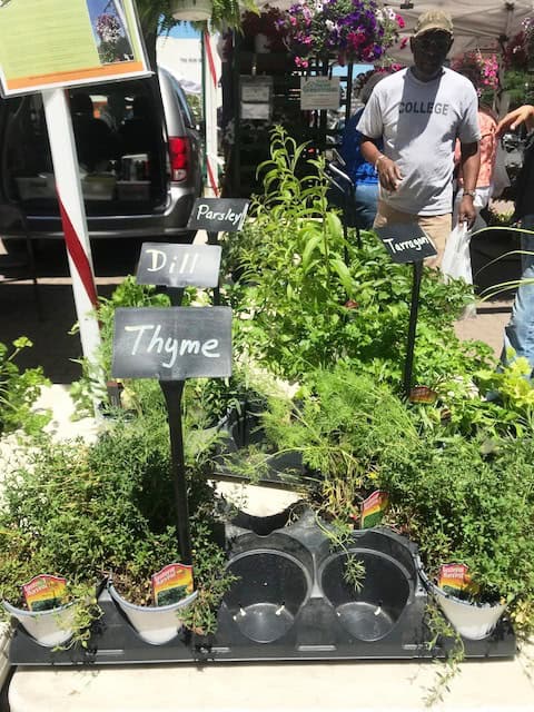 Fresh herbs including parsley, dill, thyme, and college-style basil at farmers market.