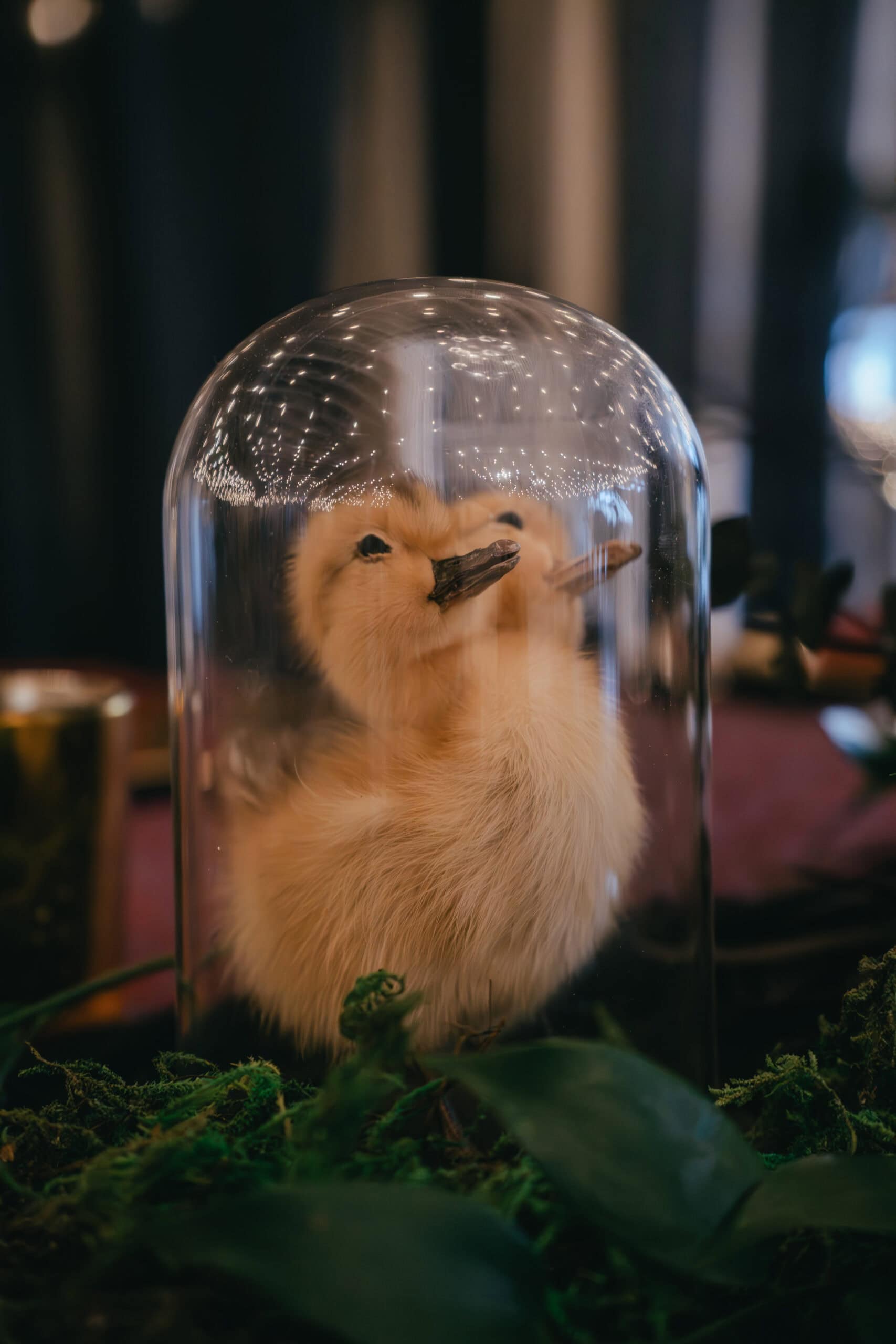 Adorable Pomeranian dog inside glass dome with greenery in foreground.